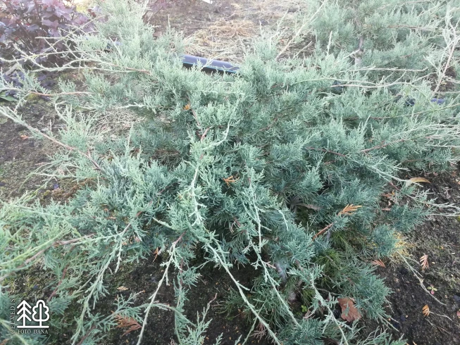 Juniperus virginiana   'Blue Cloud'